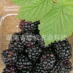 黑赫爾樹莓 黑樹莓